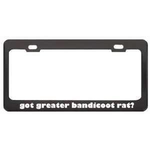 Got Greater Bandicoot Rat? Animals Pets Black Metal License Plate 