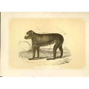  The Barbary Ape 1860 Coloured Engraving Sepia Style