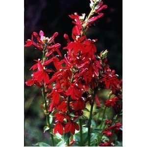   Burgundy Cardinal Perennial 4 Plants   Lobelia: Patio, Lawn & Garden