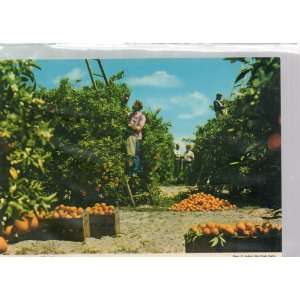  ORANGES, FLORIDA, phot by E. Ludwig, John Hinde Studio, #2CX6, John 