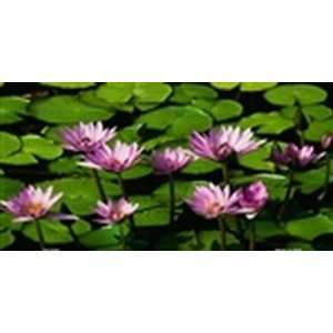  Water Lillies LICENSE PLATE plates tag tags auto vehicle 