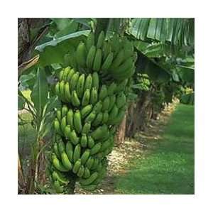  Banana Tree Gran Nain Chiquita Brand Banana plant [TE017 