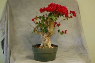  Red Bougainvillea. The best tropical flowering bonsai tree  