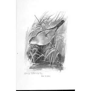  Reed Warbler By Stannard Favourite Song Birds 1897