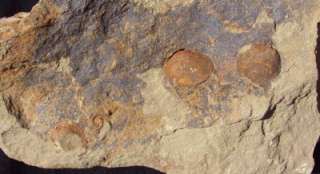 GRADE A BRACHIOPODS FOSSIL PLATE. MOROCCO  