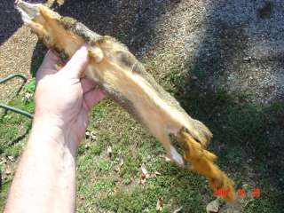 Red Fox squirrel pelt rodent tanned hunter skin hide  