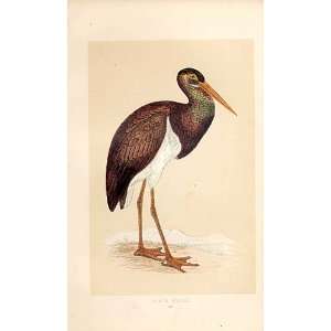  Black Stork British Birds 1St Ed Morris 1851