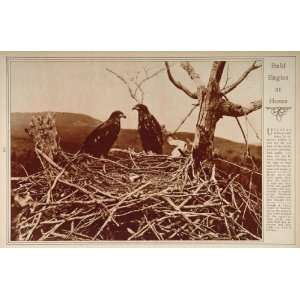  1923 American Bald Eagle Nest Rare Saddle Billed Stork 