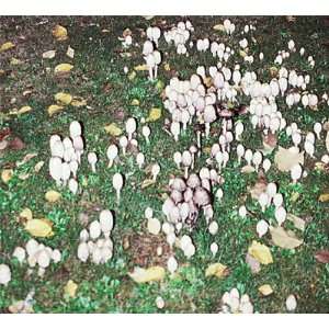  The Shaggy Mane Mushroom Patch Arts, Crafts & Sewing