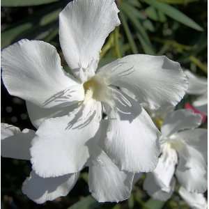  Live Plant Nerium Oleander White 4 Pot Patio, Lawn 