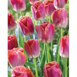 Miami Sunset Fringed Tulip Seed Pack Patio, Lawn & Garden