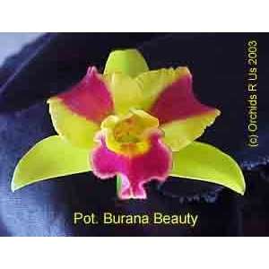 Potinara Burana Beauty  Grocery & Gourmet Food