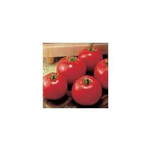  Tomato MoneyMaker Patio, Lawn & Garden