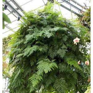  Super Rabbits Foot Fern   Davallia   Grows Huge Patio 