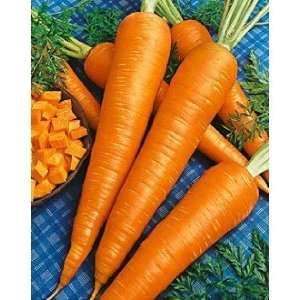  100 heirloom danvers carrots seeds 