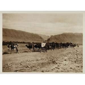  1924 Camel Caravan El Kantara Algeria Photogravure NICE 