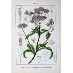  Flowers Sturms 1905 Eupatorium Cannabinum Columbaria: Home 