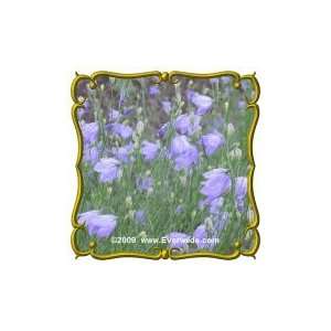  Harebell (Campanula rotundifolia) Jumbo Wildflower Seed 