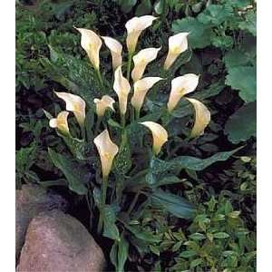   Lily   Albo Maculata Bulb  Stunning Creamy White Patio, Lawn & Garden