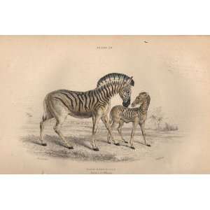 Jardine 1884 Engraving of the Dauw Mare & Colt