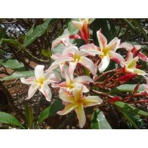   Madame Poni, PSA #109, plumeria/frangipani plant Patio, Lawn & Garden