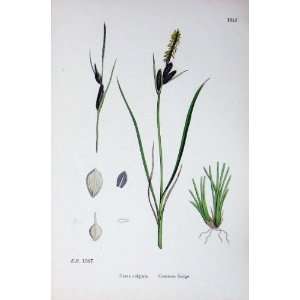   Botany Plants C1902 Common Sedge Carex Vulgaris Flower: Home & Kitchen