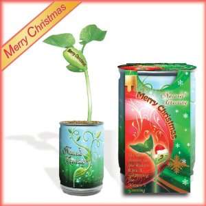  Merry Christmas Natures Greeting Plant: Health & Personal 