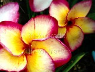Plumeria Frangipani  MA NEE LAT  Flowers 20 seeds  