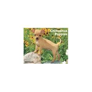  Chihuahua Puppies 2010 Wall Calendar: Office Products