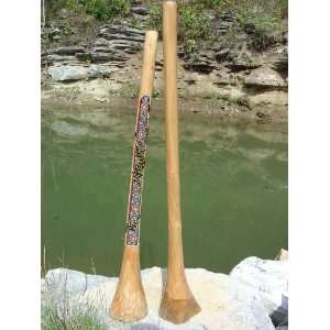  58 60 Big Bell Timor Euchalyptus Didgeridoo Musical Instruments