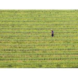  Spraying Rice Crops for Harvest, Dragons Backbone Rice 