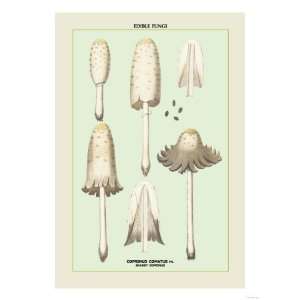  Edible Fungi Shaggy Coprinus Giclee Poster Print, 9x12 
