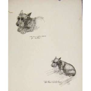 RogueS Gallery Drawing Sketch Dog Antique Print C1939 