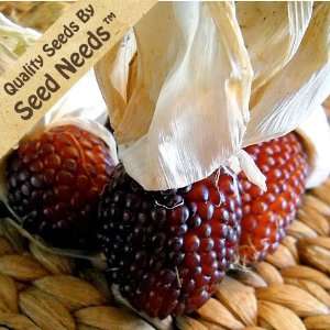 com 200 Seeds, Ornamental Corn Strawberry (Zea mays) Seeds By Seed 