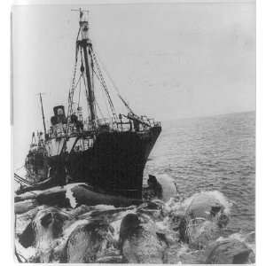  The Far eastern whalers,whale boat carrying whales to 