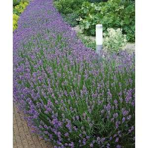  Fragrant Lavender By Collections Etc Patio, Lawn & Garden