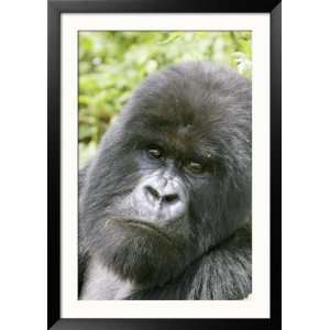Mountain Gorilla, Male Silverback Portrait, Rwanda Framed Photographic 