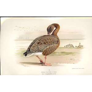   Pink Footed Goose Lilfords Birds 1885 97 By A Thorburn