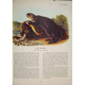  Sea Otter Rat Rats Shrew Mouse Rodent Color Old Print 