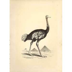  The Ostrich 1860 Coloured Engraving Sepia Style Birds 