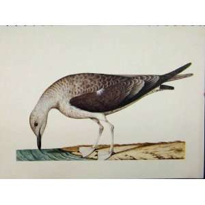  Brown White Bird 1977 Colour Larousse Animal Portrait 