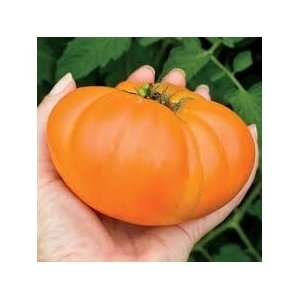   30+ 1 Pound Whoppers  By Hinterland Trading Patio, Lawn & Garden
