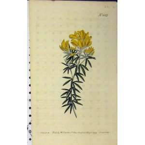   1799 Hand Coloured Flower Curtis Sansom Edwards N.442