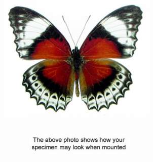 Cethosia chrysippe cyrene   Unmounted Butterfly  