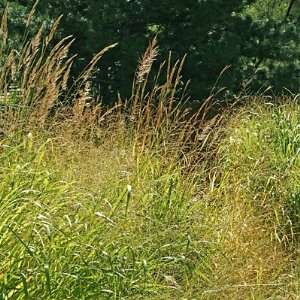  Tall Grass Seed Mixture: Patio, Lawn & Garden