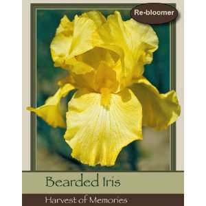  Bearded Iris Harvest of Memories Patio, Lawn & Garden