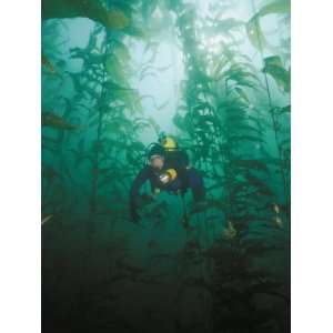  A Diver Exploring a Forest of Giant Kelp Premium 