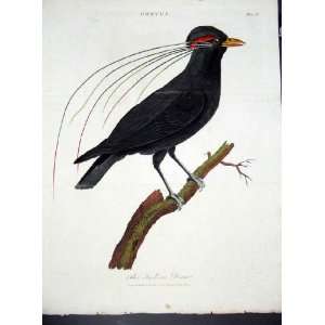  Wilkes Birds C 1804 Indian Dan