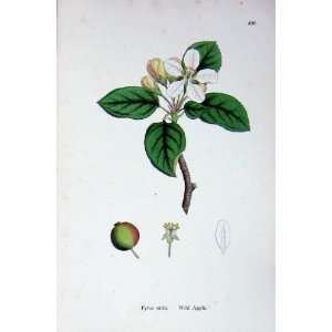   Botany Plants C1902 Wild Apple Pyrus Mitis Flowers
