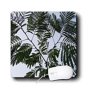   Photography Nature Trees   Underneath Mimosa   Mouse Pads: Electronics